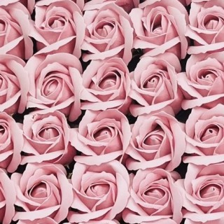 雙色浪漫-莓好心願